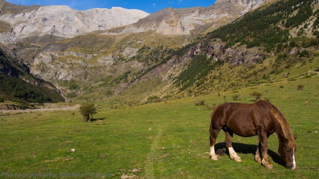 Llanos de la Larri - Horse - Spain - Bielsa - Ordesa